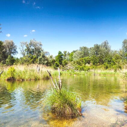 Landschaftsaufnahme der Lobau in Wien