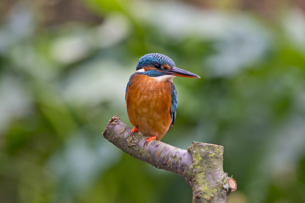 Eisvogel in der Lobau